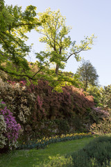 Fototapeta premium Mur fleuri, arbre et plantes grimpantes