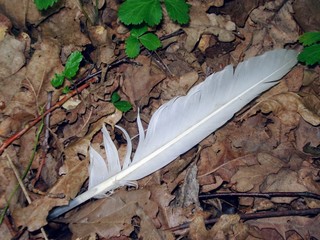 The feather of a bird on the forest substrate.