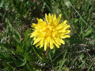 The yellow spring dandelion barely broke through from the ground.