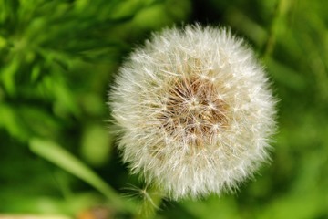 Fluffy snow-white dandelion waits for a gust of wind so that its seeds scatter throughout the district.
