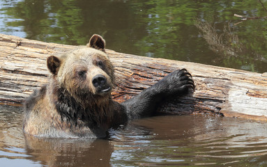 Black Bear, Vancouver, Canada