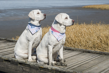 Zwei weiße dreckige labrador retriever hunde am Strand auf einem Steg am meer 