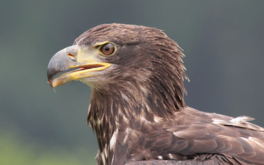Eagle, Vancouver, Canada