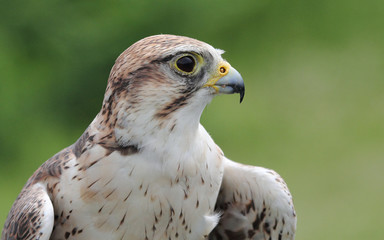 Peregrine Falcon, Vancouver, Canada