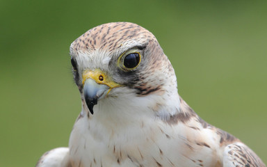 Peregrine Falcon, Vancouver, Canada