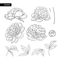Set of peony flowers contour elements. Botanical illustration. Collection of peonies on a white background. Vector illustration bundle. © Kotkoa