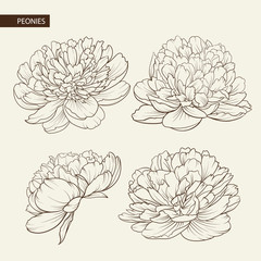 Set of peony flowers contour elements. Botanical illustration. Collection of peonies on a white background. Vector illustration bundle. © Kotkoa