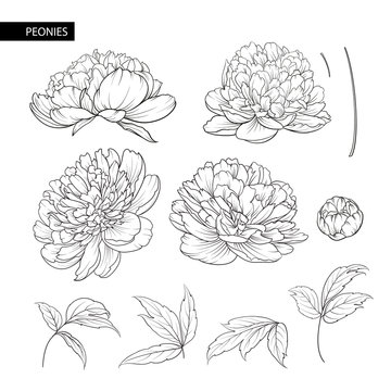 Set of peony flowers contour elements. Botanical illustration. Collection of peonies on a white background. Vector illustration bundle.