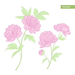 Set of peony flowers elements. Botanical illustration. Collection of peonies on a white background. Vector illustration bundle.