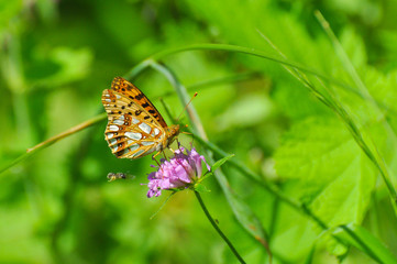 Queen of Spain Fritillary butterfly, Issoria lathonia. Fritillary butterfly in the grass