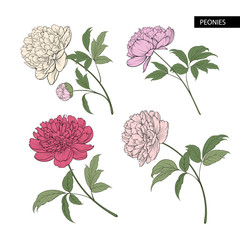 Set of peony flowers elements. Botanical illustration. Collection of peonies on a white background. Vector illustration bundle. © Kotkoa