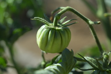 green tomato zapotec