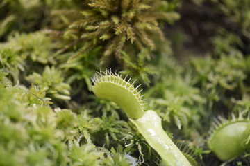 The Venus flytrap
