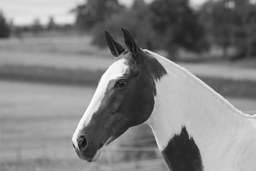 Portrait of a horse outdoor in summer