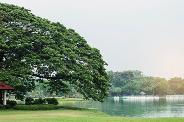 tree at the lake in park.
