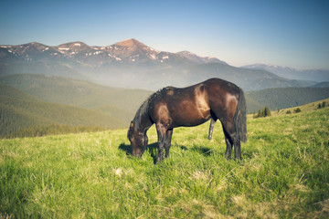 Fototapeta na wymiar Wild horses in the Carpathians