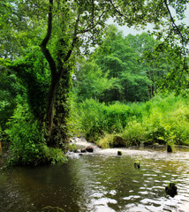  forest river. Belarus.Grodno region. River Lososinka.