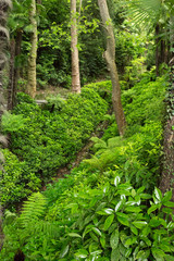 Vallée de fougères