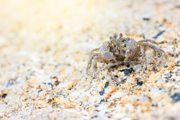 Ghost Crab (Ocypode quadrata)