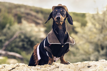 Horizontal portrait of a dog (puppy), breed dachshund black and tan, in a cowboy costume sits on a...