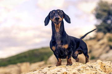 portrait  of a dog (puppy), breed dachshund black and tan, stand on a stone against a background of...