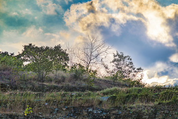 Meadow Tropical Landscape Scene, Guayaquil, Ecuador