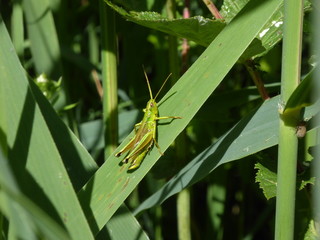 Grashopper