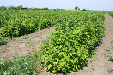 Fototapeta na wymiar Healthy raspberry plantation in the stage of flowering during the sunny day in Vojvodina, Serbia