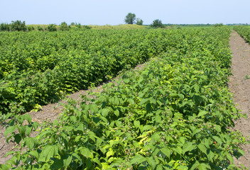 Fototapeta na wymiar Healthy raspberry plantation in the stage of flowering during the sunny day in Vojvodina, Serbia