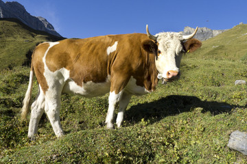 Fototapeta na wymiar A typical swiss bull standing in a beautiful mountainous scenery.