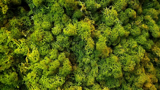 Green wall decoration made of reindeer lichen Cladonia rangiferina
