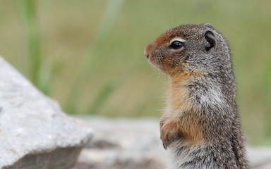 Naklejka na ściany i meble Squirrel, Canada