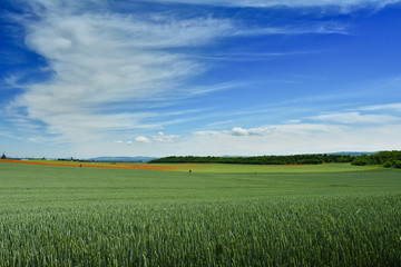 barley field with poppy