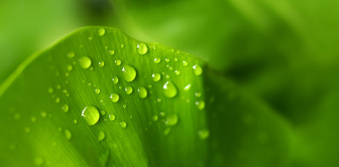 Closeup water drops on green leaf in nature background, rainy season