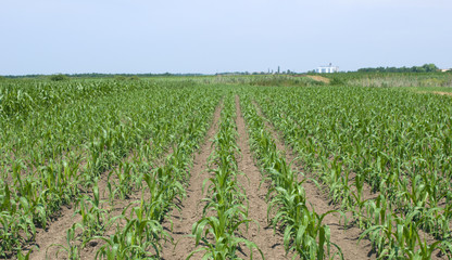 Fototapeta na wymiar Corn field on a sunny day