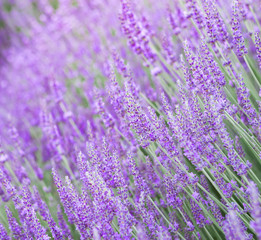 Obraz premium Beautiful image of lavender field over summer sunset landscape.