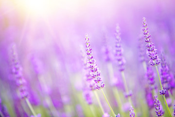 Beautiful image of lavender field over summer sunset landscape.