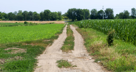Fototapeta na wymiar Unpaved road in the fields on a sunny day
