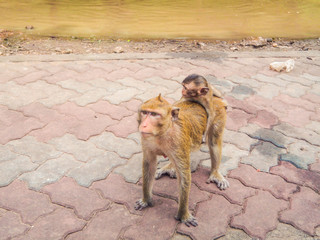 Monkey is playing water gayly