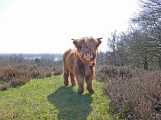 A beautifully furry highlander standing in a field.