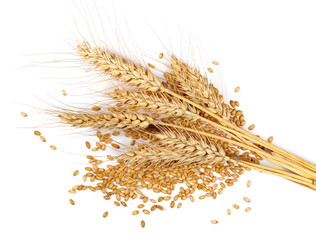 Ears of wheat and grain isolated on white background, top view