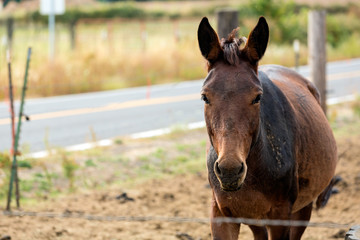 Mule in a fenced pasture with junk behind it