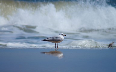 Seagulls and Sandpipers Roaming the Beaches of the Outer Banks of North Carolina