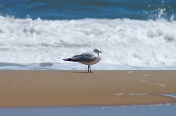 Seagulls and Sandpipers Roaming the Beaches of the Outer Banks of North Carolina
