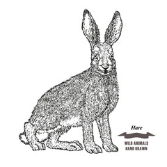 Forest animal hare or rabbit. Hand drawn black ink sketch on white background. Vector illustration engraving style.