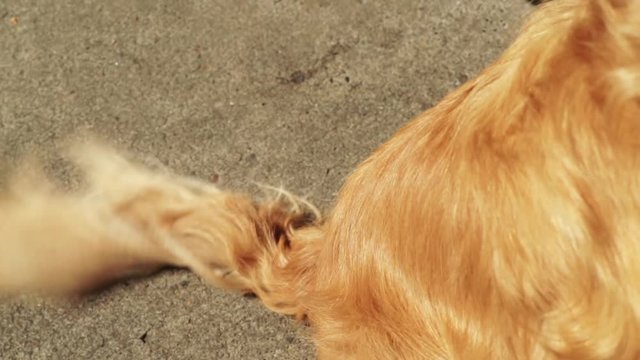 Golden Retriever Sits On Sidewalk, Wags His Tail Back In Forth With Excitement
