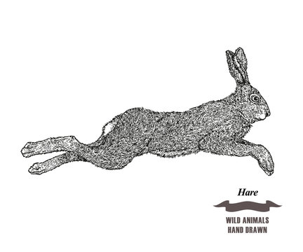 Forest animal jumping hare or rabbit. Hand drawn black ink sketch on white background. Vector illustration engraving style.