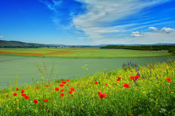 barley field with poppy