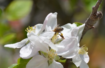 Abeille butinant, fleurs de Pommier, Printemps 