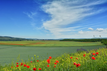 barley field with poppy